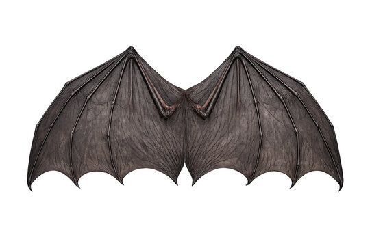 Detailed bat wings with skeletal structure on gray background