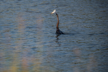 The head and neck of an African Darter / Snakebird sticking out of the water and swallowing a small fish