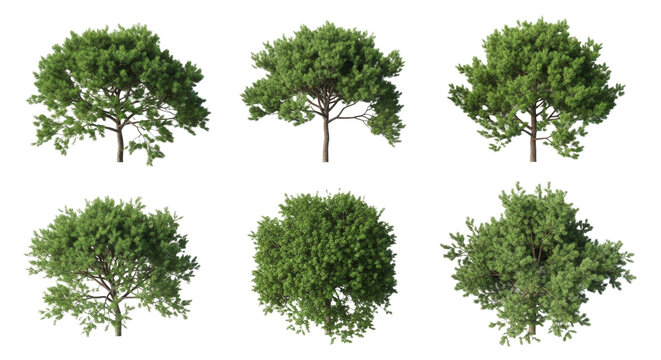 six photorealistic coniferous pine and fir trees isolated and neatly arranged on a transparent background, viewed from a strict top-down orthographic perspective, landscape design asset concept