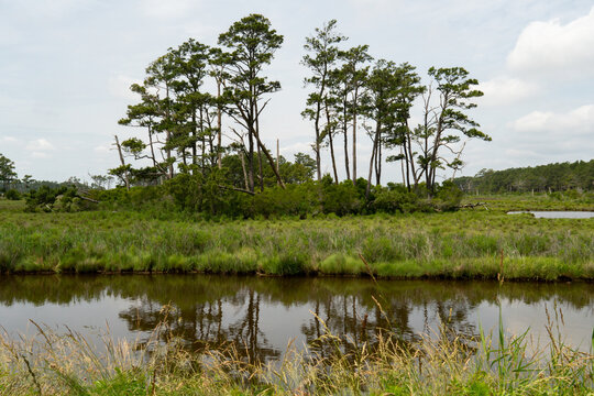 from across the banks of a still water creek, deep within the coastal wetland ecosystem, are a few remaining outcrops of deciduous trees that provide habitat, feeding ground, and shelter for wildlife