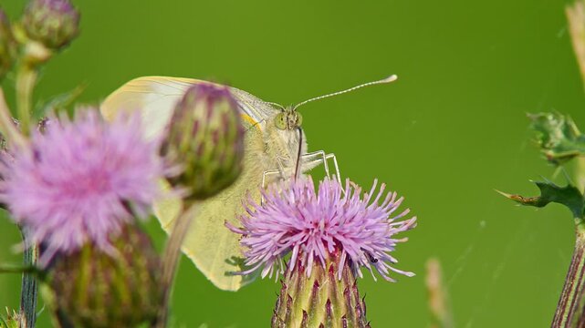 Large White Butterfly (Pieris brassicae) Feeding on Thistle Flower at Summer Sunrise, Augsburg, Bavaria, Germany