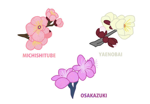 Michishirube, Yaenobai, Osakazuki are varieties of plum