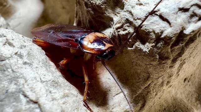 Ultra close-up macro photograph of a cockroach emerging from a paper egg carton. Sharp focus on texture, wings, and antennae, highlighting urban pest infestation, hygiene issues, and insect detail.