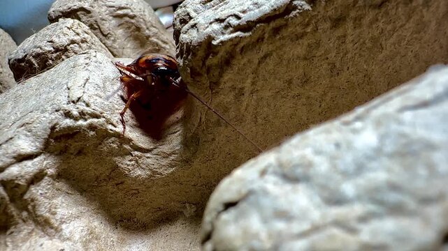 Ultra close-up macro photograph of a cockroach emerging from a paper egg carton. Sharp focus on texture, wings, and antennae, highlighting urban pest infestation, hygiene issues, and insect detail.