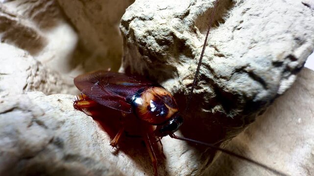 Ultra close-up macro photograph of a cockroach emerging from a paper egg carton. Sharp focus on texture, wings, and antennae, highlighting urban pest infestation, hygiene issues, and insect detail.