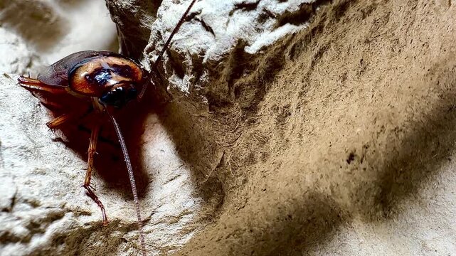 Ultra close-up macro photograph of a cockroach emerging from a paper egg carton. Sharp focus on texture, wings, and antennae, highlighting urban pest infestation, hygiene issues, and insect detail.