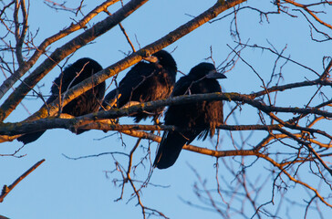 Obraz premium Three black birds sitting on a tree branch
