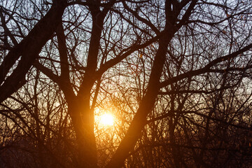Naklejka premium A tree with a sun in the sky