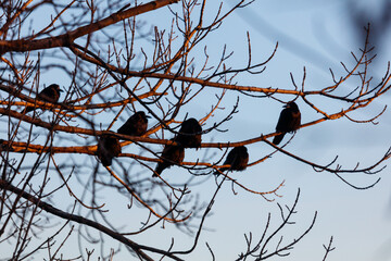 Fototapeta premium A group of black birds are sitting on a tree branch