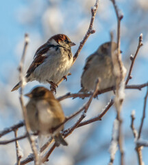 Fototapeta premium Three birds are sitting on a branch