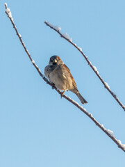 Fototapeta premium A bird is sitting on a branch