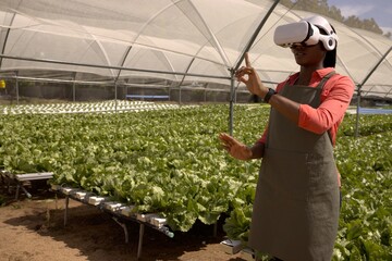 Hydroponic lettuce growing on trays under shade canopy in greenhouse with irrigation pipes © wavebreak3