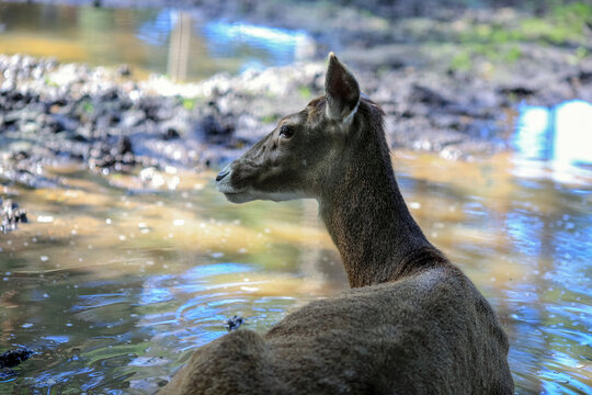 White-lippet deer or Thorold's deer (Cervus albirostris)