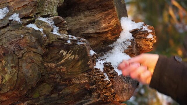 A woman's hand scatters seeds for birds; in winter there is a lot of snow around. 4K video