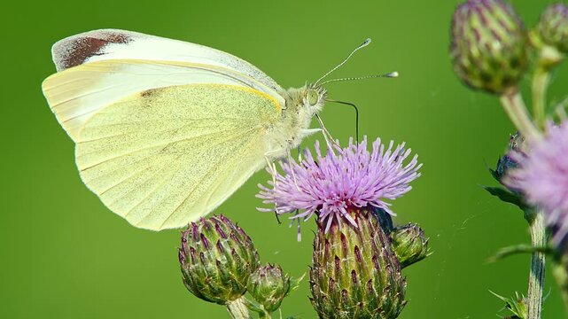Large White Butterfly (Pieris brassicae) Feeding on Thistle Flower at Summer Sunrise, Augsburg, Bavaria, Germany