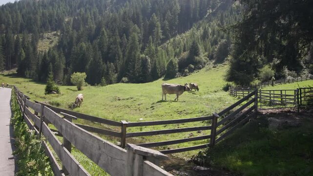 Cows in pens on alpine meadows. Beautiful nature and livestock agriculture.