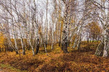 Fototapeta premium Bright birch forest in late autumn in cloudy weather