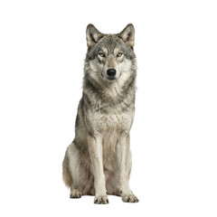 Fototapeta premium Grey wolf sitting, transparent background.