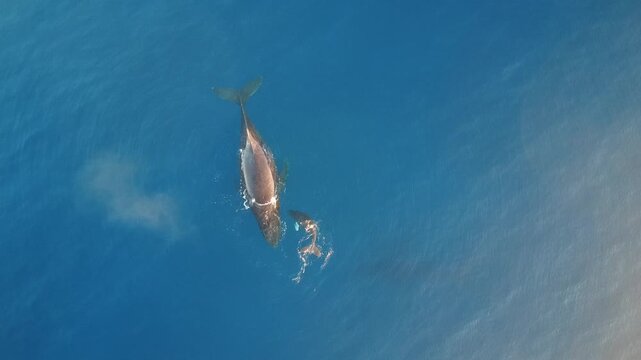  Drone footage of mom and baby humpback whale in blue water 