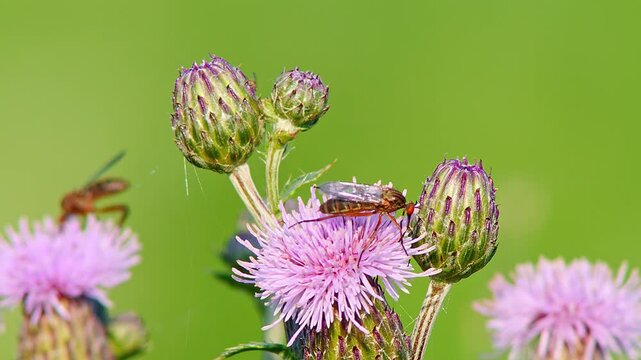 Dance Fly (Empis sp.) Feeding on Thistle Flower at Summer Sunrise, Augsburg, Bavaria, Germany