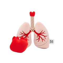 Stuffed toy model of human lungs and heart on black background anatomy medical