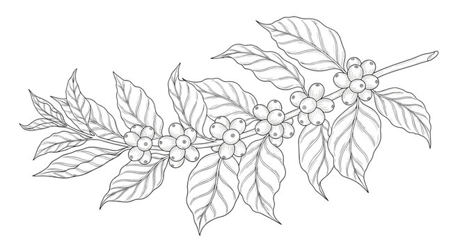 Vintage botanical illustration of a coffee plant branch featuring detailed leaves and ripening berries in a classic hand drawn sketch style.