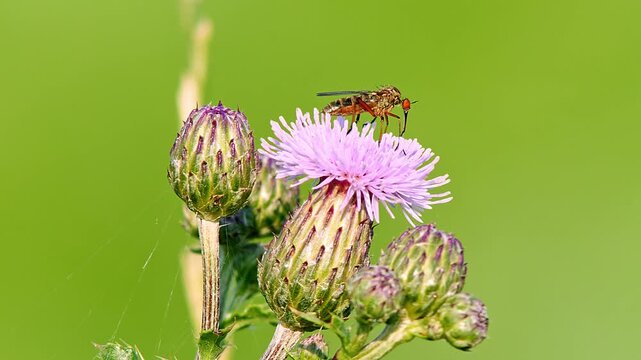 Dance Fly (Empis sp.) Feeding on Thistle Flower at Summer Sunrise, Augsburg, Bavaria, Germany