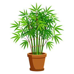 Bamboo plants are grown in pots against a white background