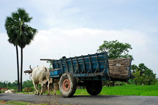bullock cart