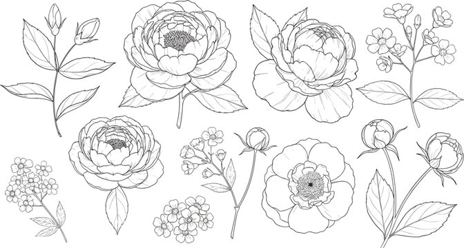 Hand drawn flower illustration set with peony blossoms leaves and botanical sketch elements