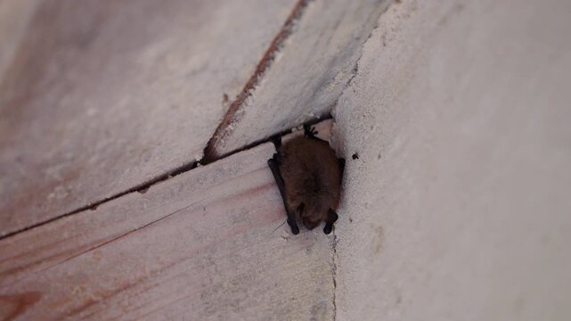 A sleeping bat during the day in a corner of a wooden ceiling