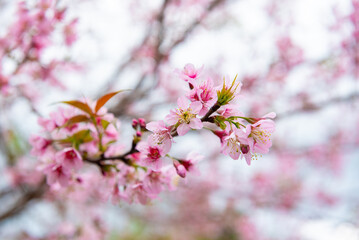 Fototapeta premium Cherry blossom season on the tea hills in Da Lat, Vietnam.