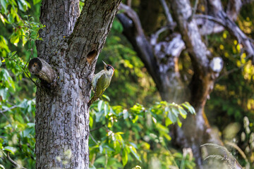 Obraz premium Grünspecht (Picus viridis) Weibchen