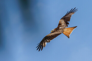 Obraz premium Rotmilan (Milvus milvus)