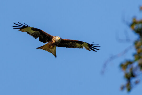 Rotmilan (Milvus milvus)