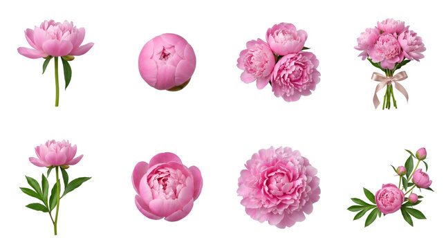 Pink peony set including blooming flowers, closed buds, bouquet with ribbon, and leafy stems isolated. Floral botanical collection for wedding and romantic design.