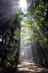 Obraz premium Take a morning hike through fog and sunbeams to the sunny summit of Schweinsberg in Bavaria, Germany.