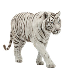 Obraz premium White Bengal tiger walking, isolated on transparent background.