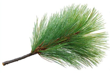Isolated Green Pine Branch with Needles on White Background
