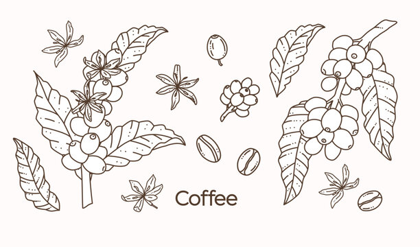 Hand drawn coffee plant set with branches, leaves, flowers and coffee beans, black and white line art doodle illustration on white background. Minimal botanical vector for cafe logo, menu, packaging.