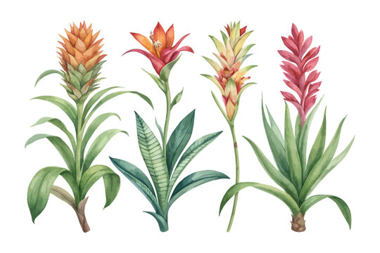 Watercolor Bromeliad Bloom, Vibrant Tropical Floral Vector Illustration Isolated on White