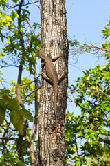 Obraz premium lizard on a tree