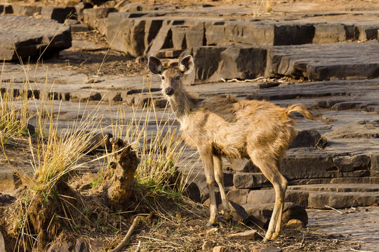 deer in the wild