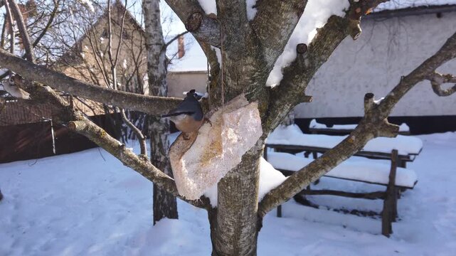 Eurasian nuthatch, Sitta europaea  feeding on pork fatback in snowy winter garden 