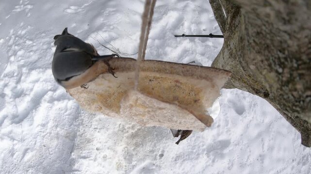  Eurasian nuthatch, Sitta europaea  feeding on pork fatback in snowy winter garden 