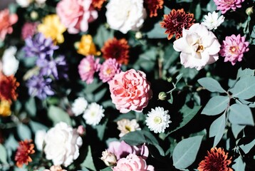 A vibrant garden filled with a variety of colorful flowers in full bloom