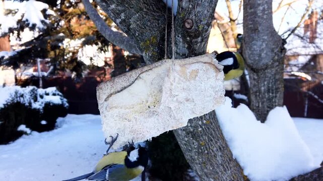  Time lapse of great chickadee birds, Parus major feeding on pork fatback in snowy winter garden 