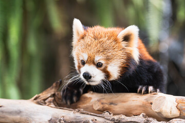Red Panda Resting on a Wooden Log in a Natural Environment