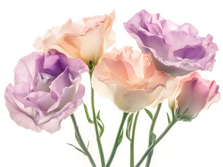 Elegant lisianthus flowers in soft pink and purple tone on white background