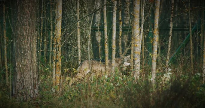 Wolf Camouflaged in Woodland Amidst Tall Trees and Foliage